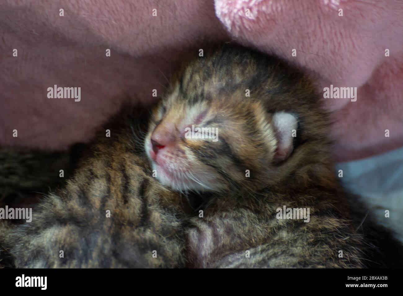 Cuccioli neonati e adorabili che succhiano, giocano e dormono nella pelliccia del loro gatto madre Foto Stock