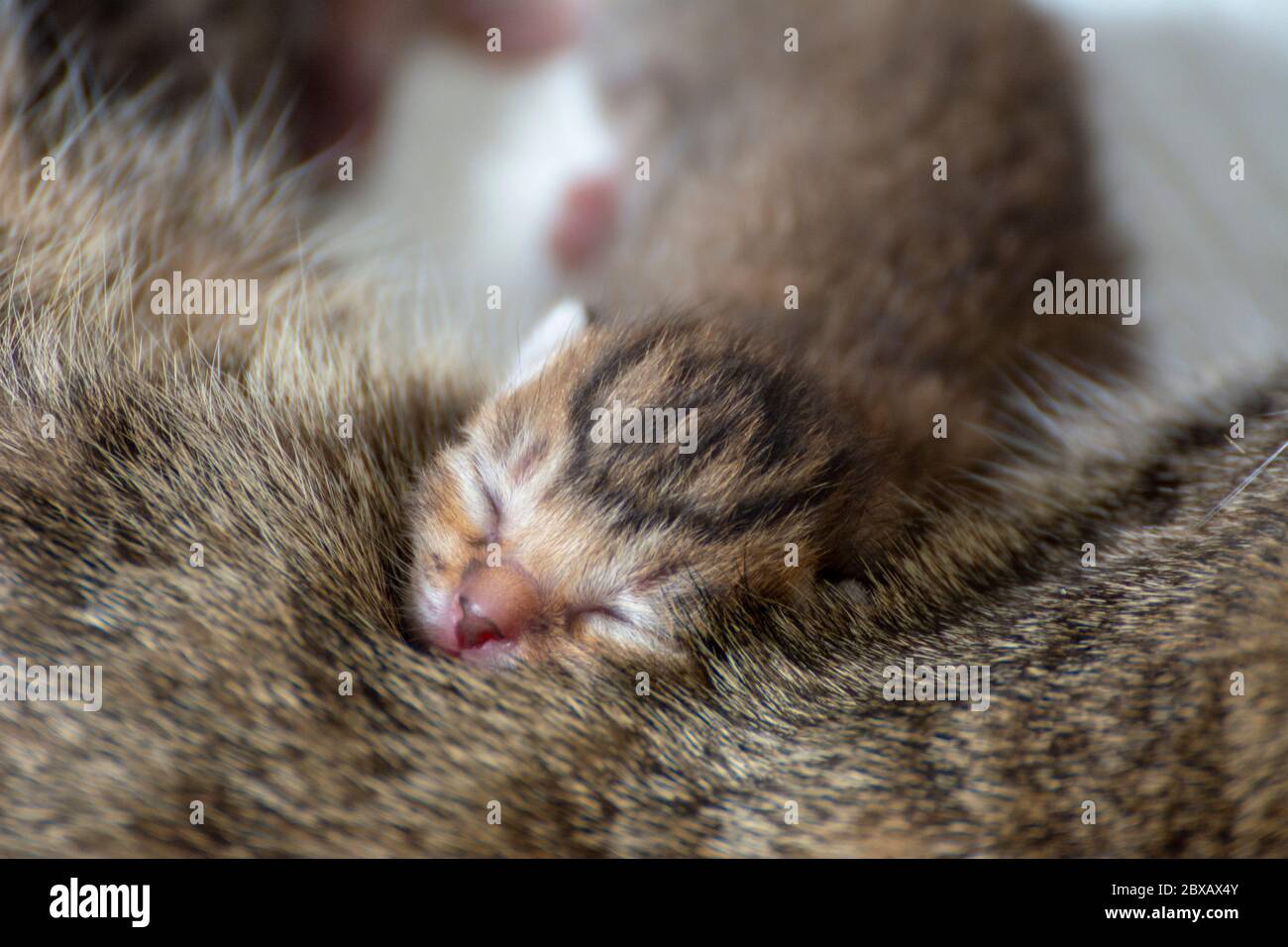 Cuccioli neonati e adorabili che succhiano, giocano e dormono nella pelliccia del loro gatto madre Foto Stock