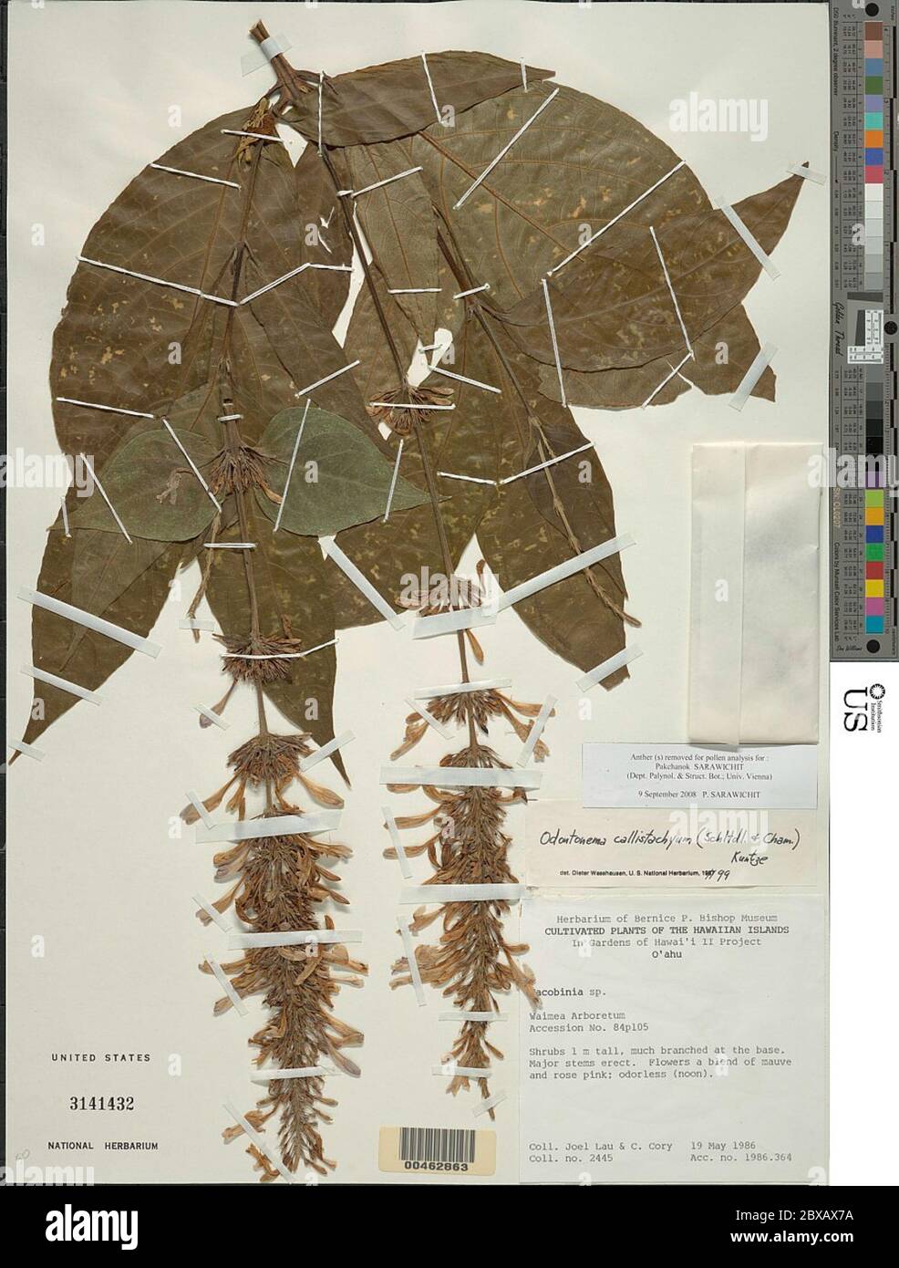 Odontonema tubaeforme Bertol Kuntze Odontonema tubaeforme Bertol Kuntze. Foto Stock