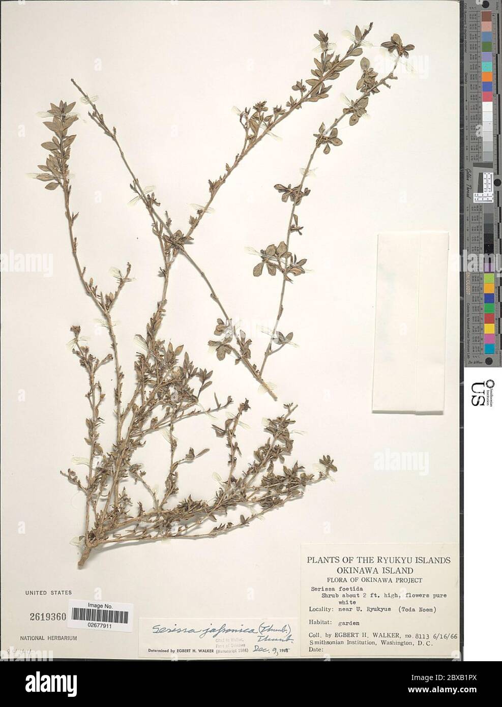 Serissa japonica Thunb Thunb Serissa japonica Thunb Thunb. Foto Stock