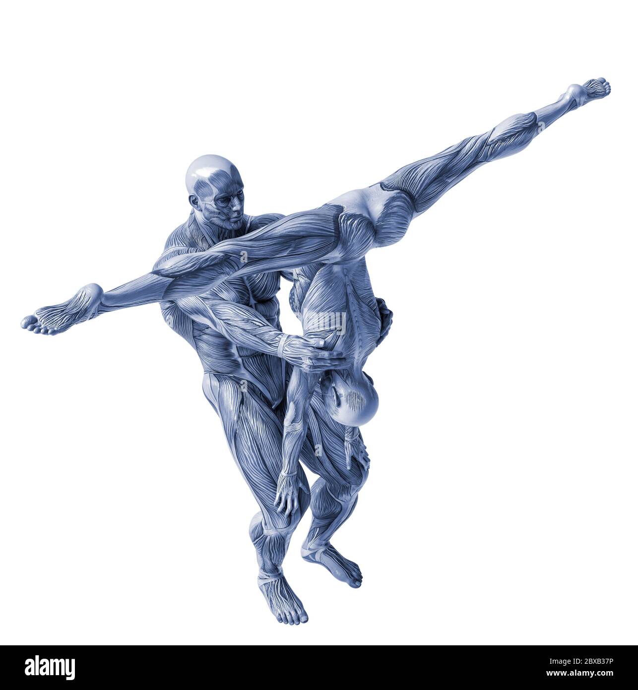 Muscolo giovane uomo e donna anatomia dello yoga in uno sfondo bianco sarà messo alcuni creativi il sensore nella vostra creazioni Foto Stock