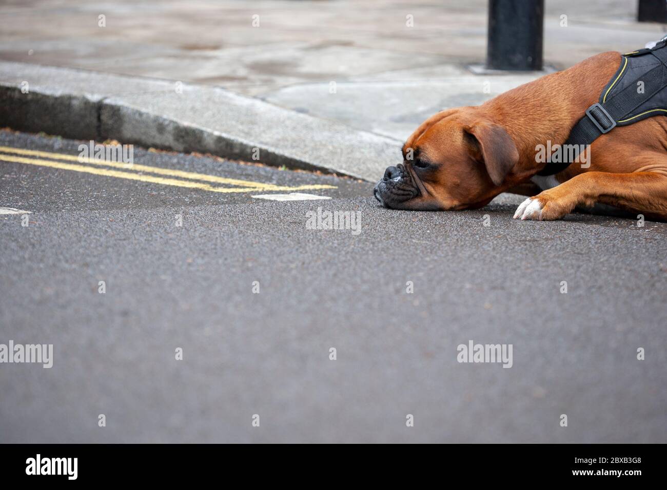 Cane Boxer sdraiato, con la testa poggiata sulla strada. Parliament Square, Londra Inghilterra Regno Unito Foto Stock