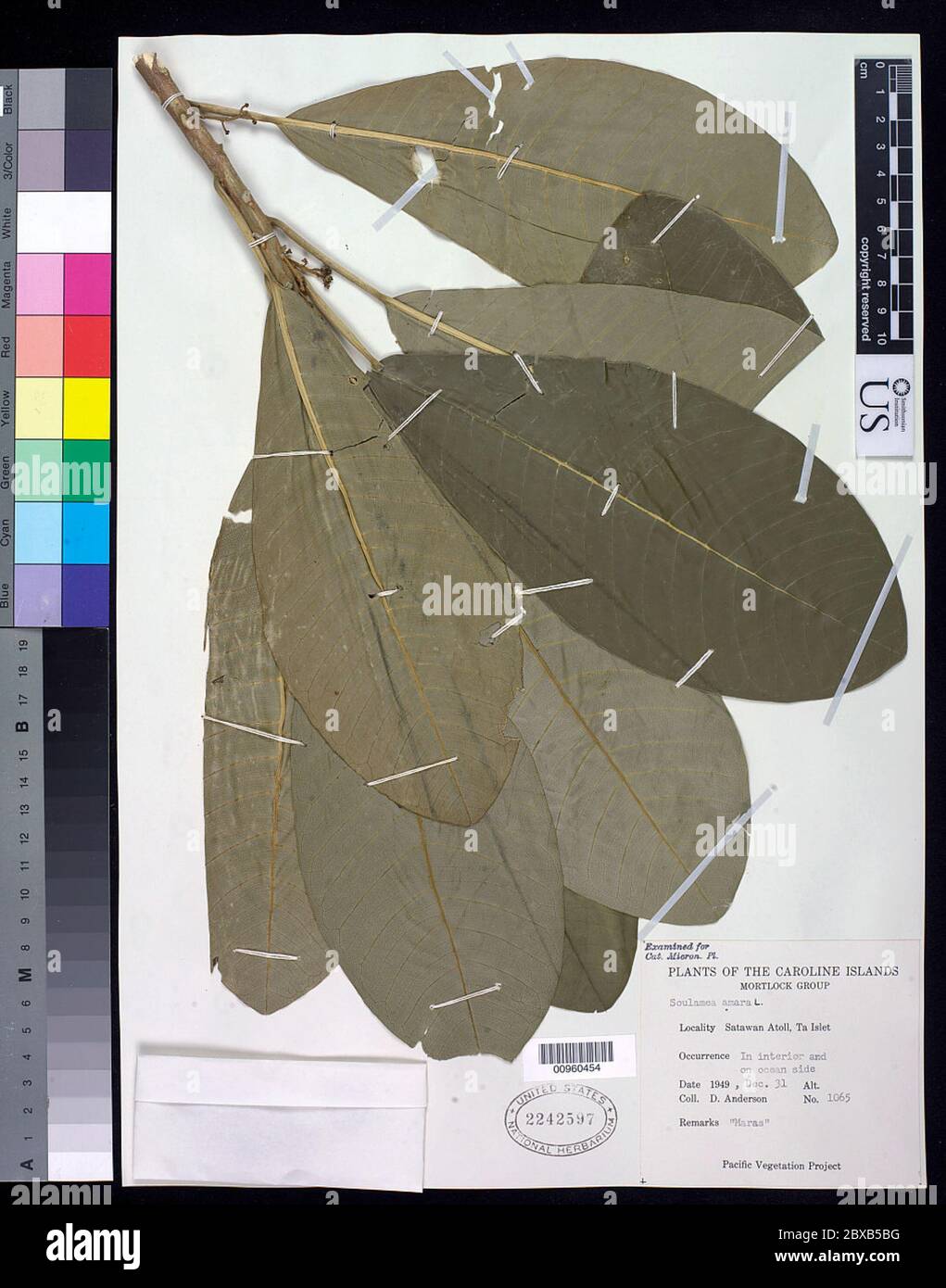 Soulamea amara Lam Soulamea amara Lam. Foto Stock