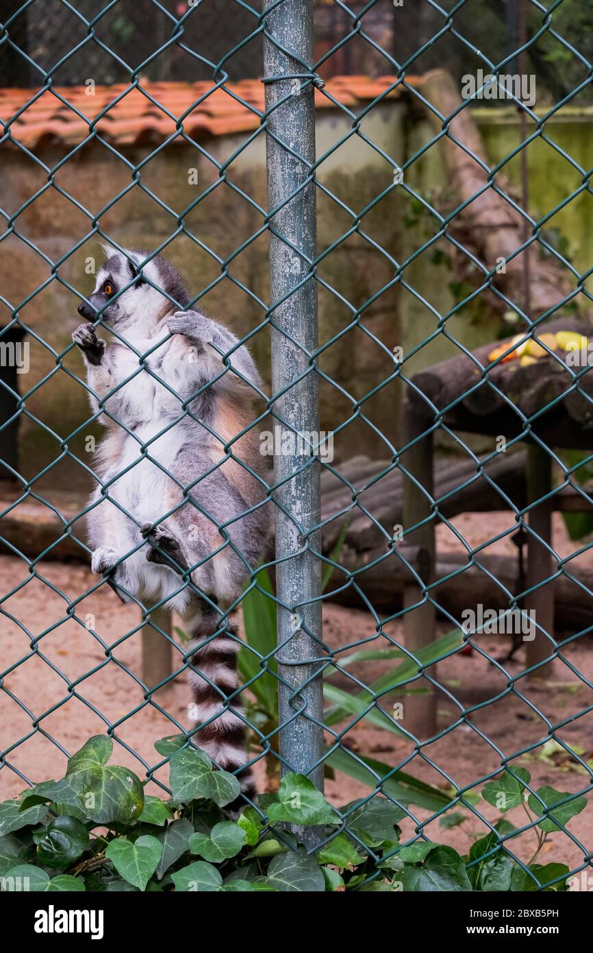Lemur "Lemur Catta" con coda ad anello Foto Stock