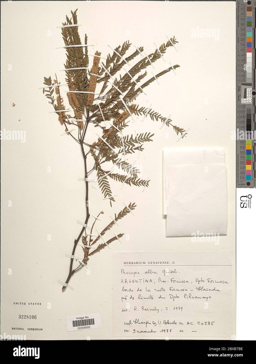 Prosopis alba Prosopis alba. Foto Stock