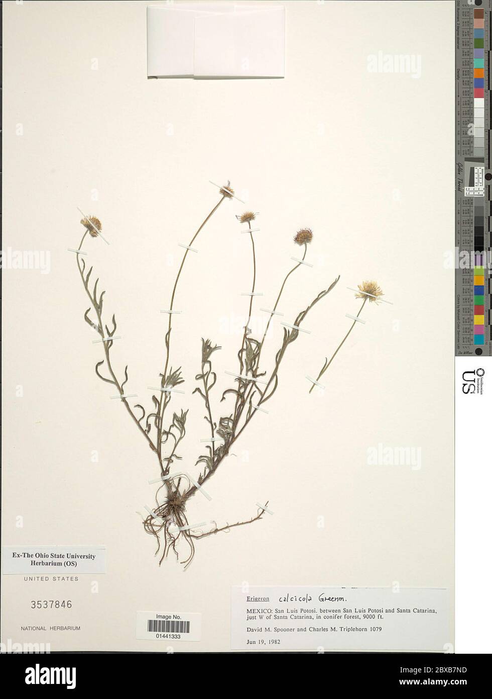 Erigeron calcicola Greenm Erigeron calcicola Greenm. Foto Stock