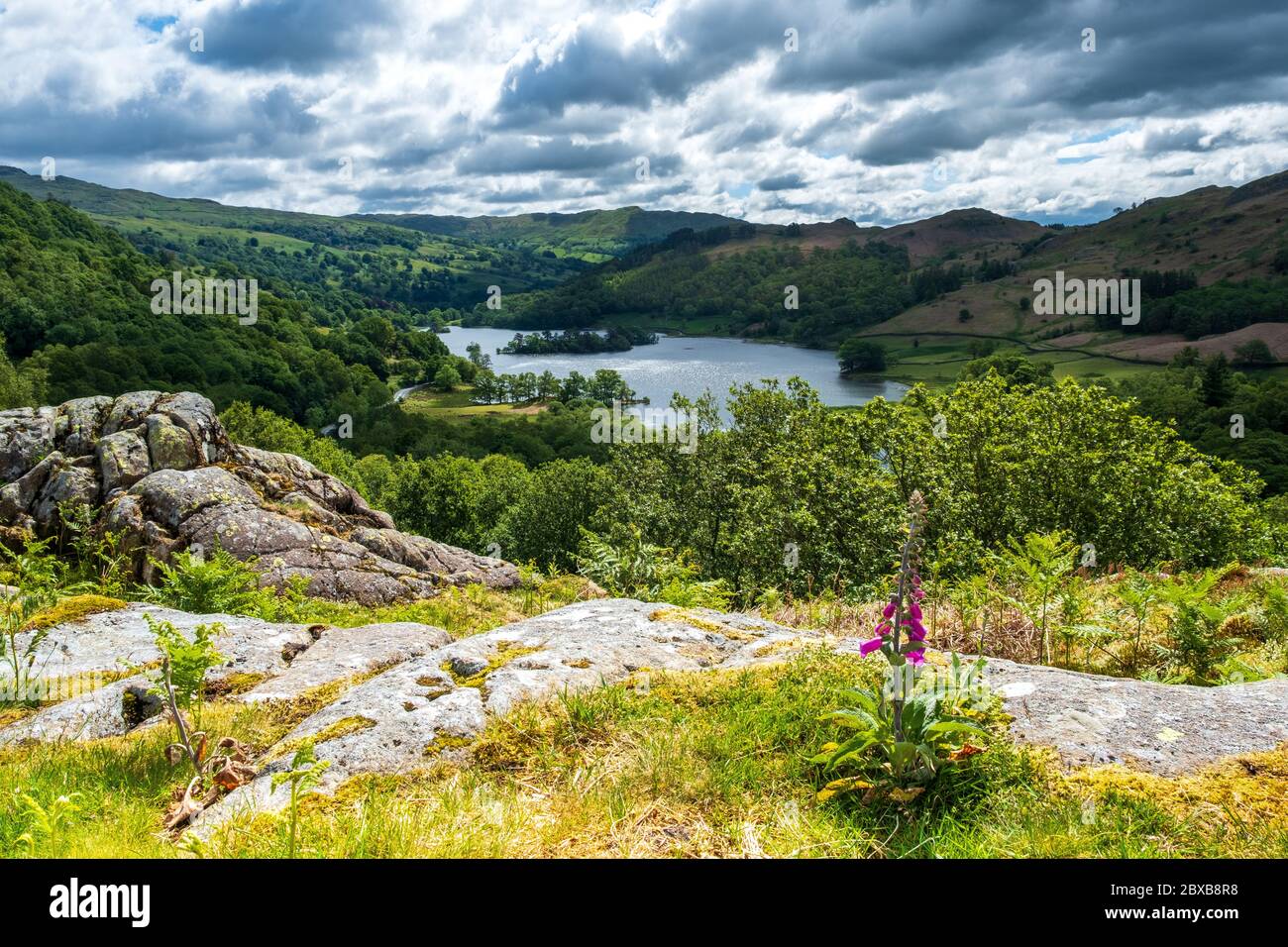 Vista dell'acqua Rydal con Foxglove in primo piano Foto Stock