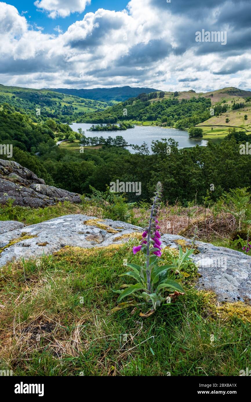 Vista dell'acqua Rydal con Foxglove in primo piano Foto Stock