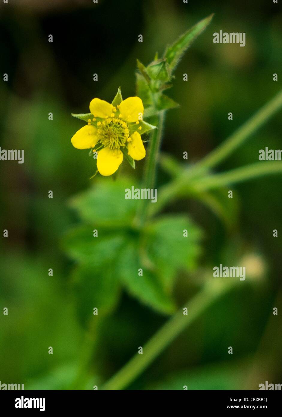 Fiori selvatici del Lake District, Cumbria, Regno Unito Foto Stock