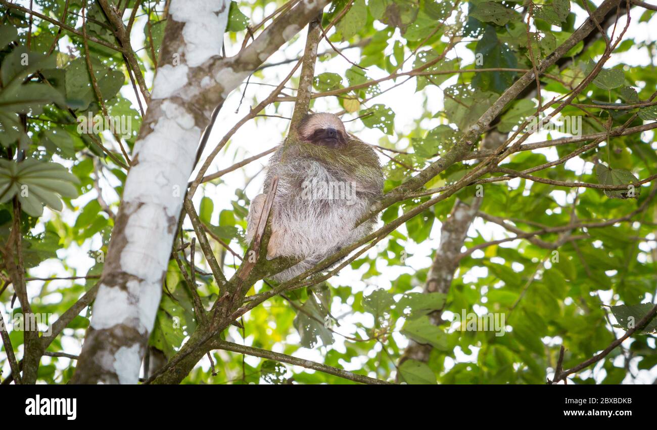 La bradipa a tre punte, il mammifero più lento del mondo, Costa Rica, la tinta verdastra è causata dalle alghe che è camuffamento utile Foto Stock