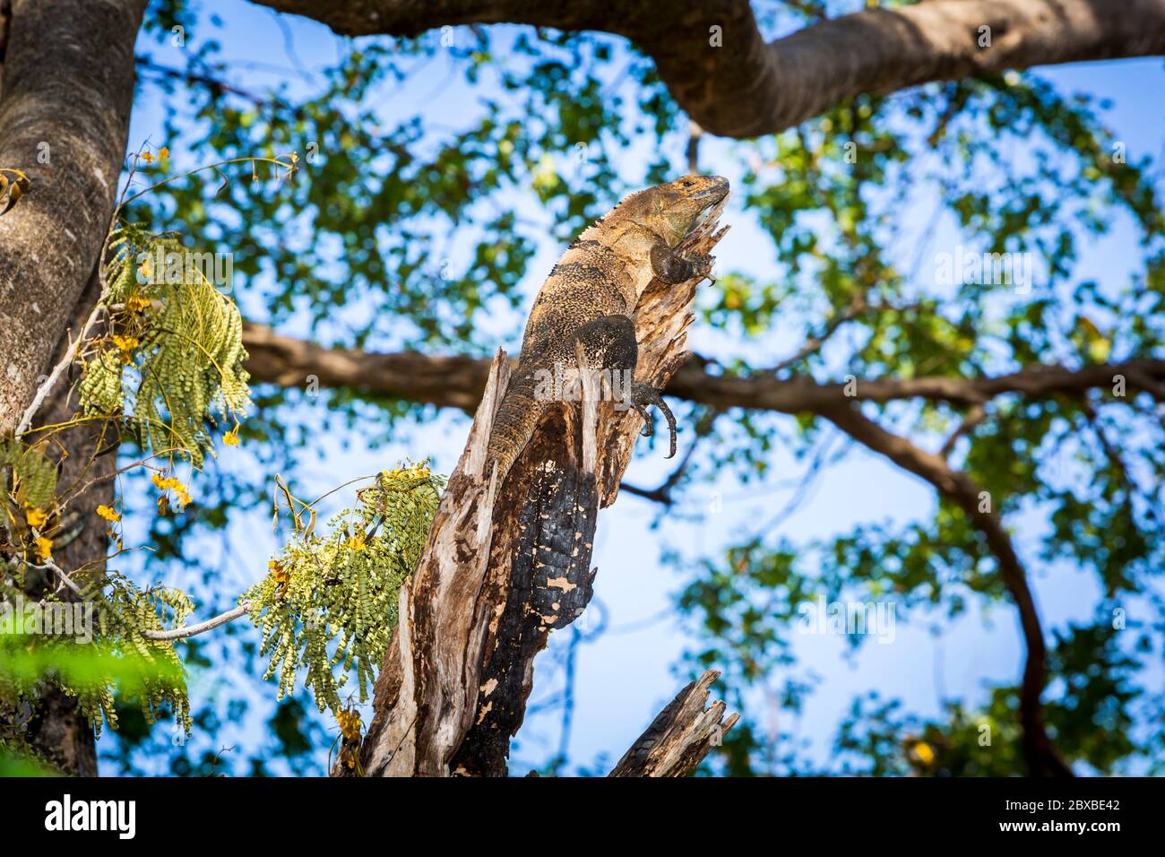 Iguana dalla coda nera dello Spiny, Iguana Nera, Ctenosauro Nero, Ctenosaura similis, albero di arrampicata, nativo dell'America Centrale, specie di liz più veloce Foto Stock