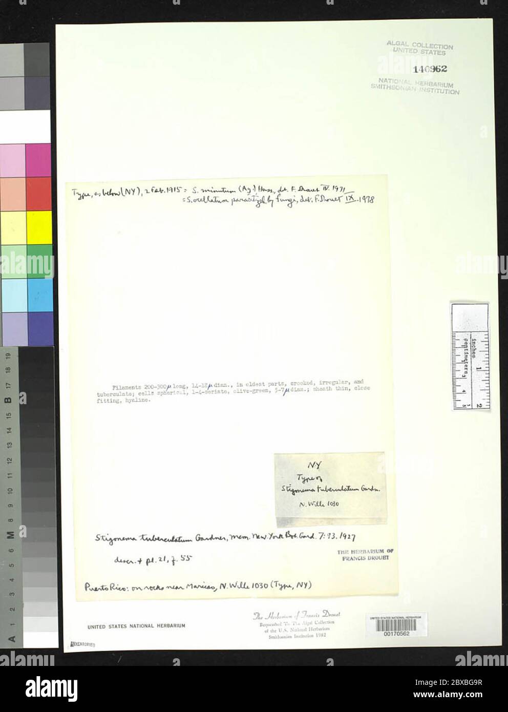 Stigonema tuberculatum NL Gardner Stigonema tuberculatum NL Gardner. Foto Stock