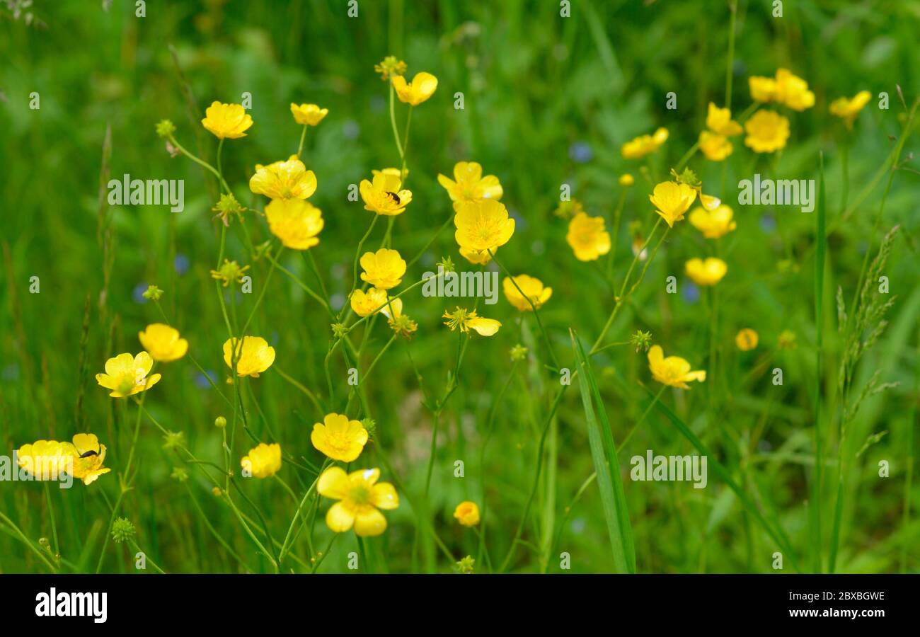 Ranunculus acris o buttercups. I nomi comuni includono la coppa d'oro, la coppa d'antro, la coppa d'antro e la coppa d'antro gigante Foto Stock