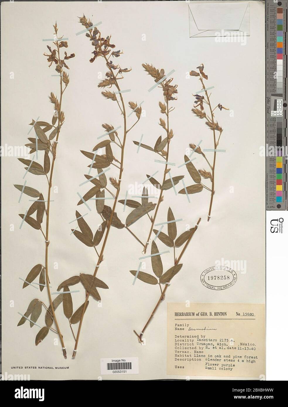 Desmodium sp. Desmodium sp. Foto Stock