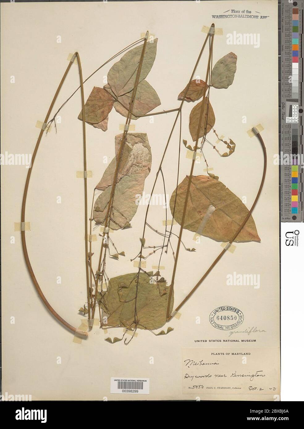 Desmodium sp. Desmodium sp. Foto Stock