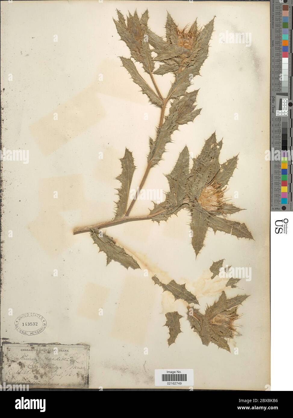 Cnico benedictus Cnico benedictus. Foto Stock