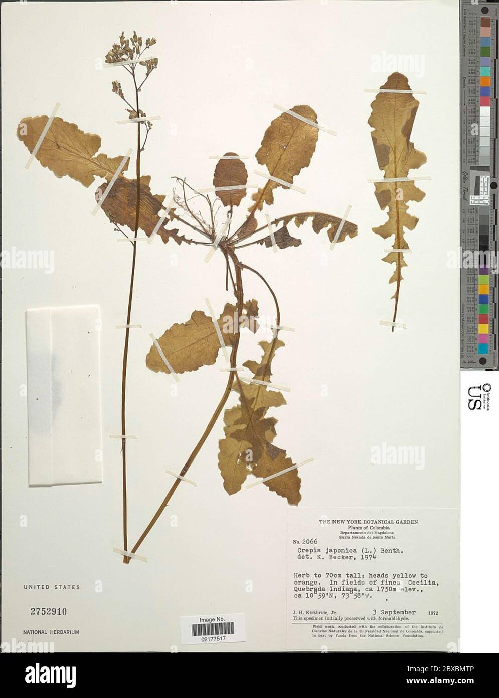 Crepis japonica L Benth Crepis japonica L Benth. Foto Stock