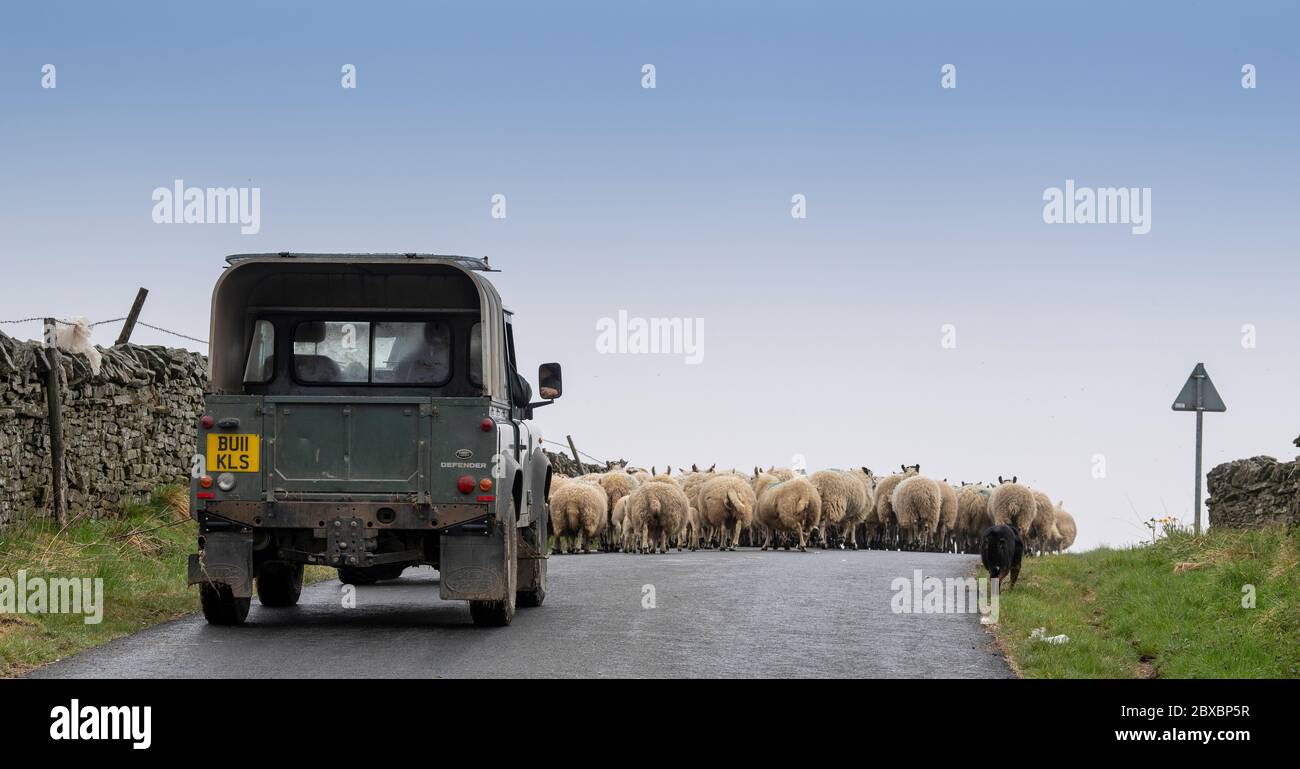 Coltivatore in una Land Rover che sposta pecore su una strada a Cumbria, Regno Unito. Foto Stock