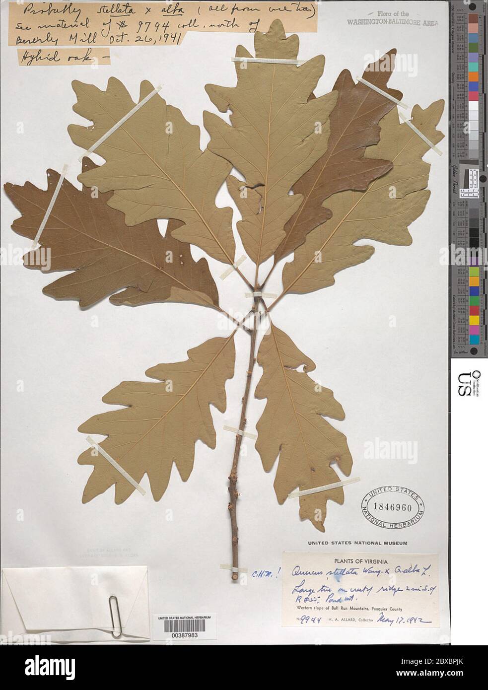 Quercus alba L x Q stellata Wangenh Quercus alba L x Q stellata Wangenh. Foto Stock