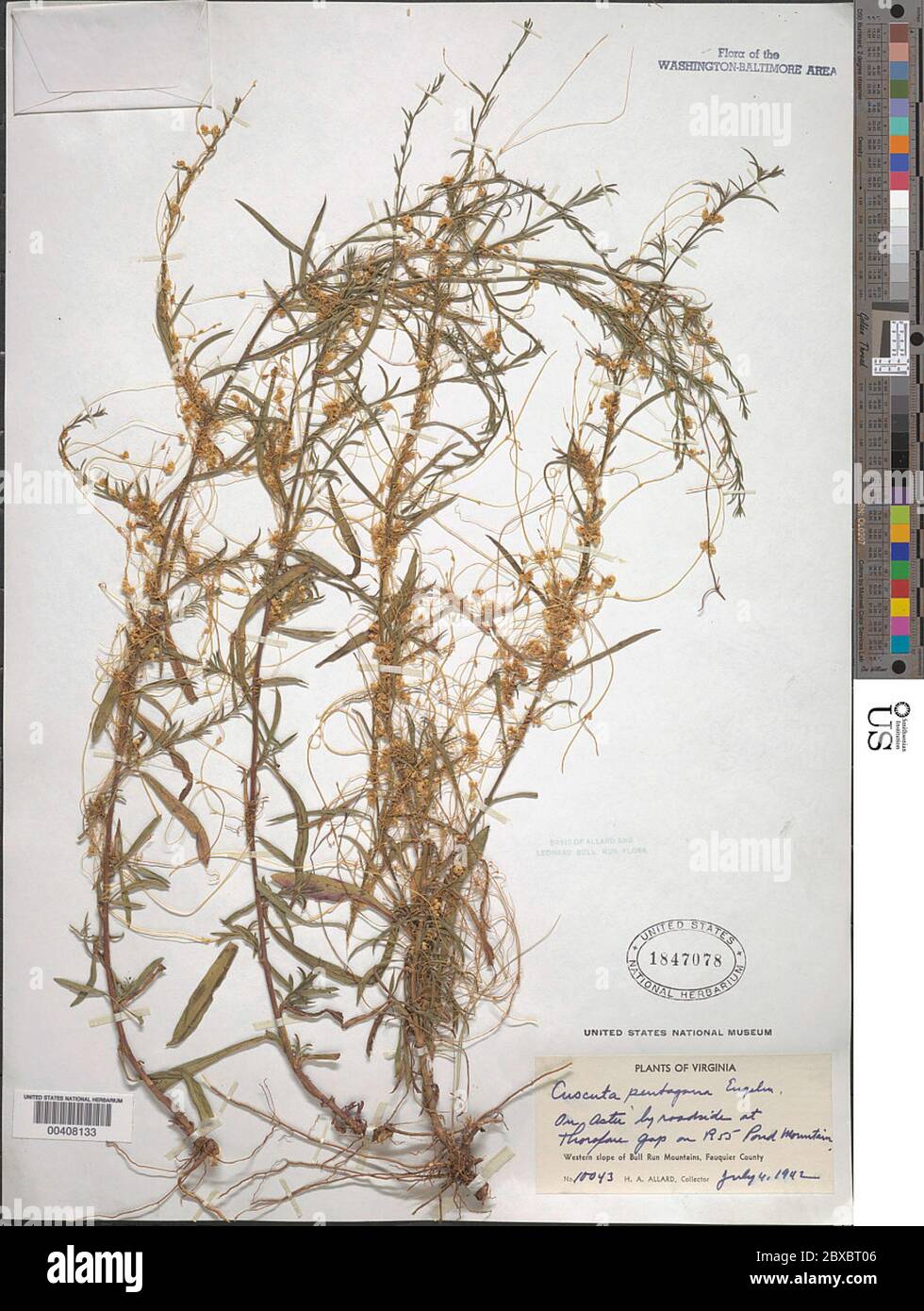 Cuscuta pentagona Engelm Cuscuta pentagona Engelm. Foto Stock