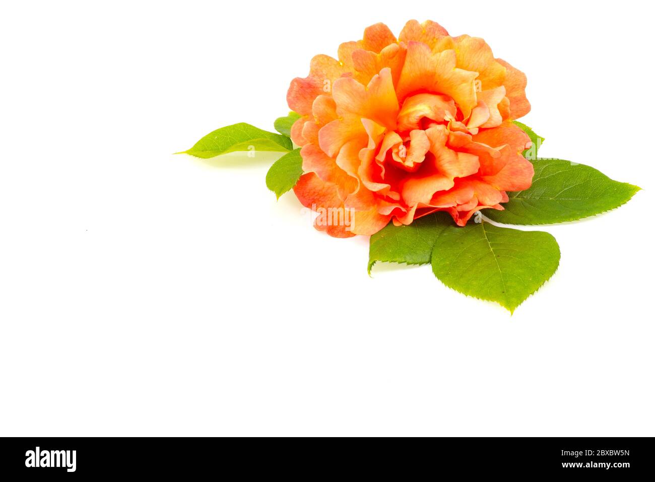 Una rosa arancione con foglie verdi è isolata su bianco. Sfondo perfetto per il sito web o un biglietto d'auguri. Foto Stock