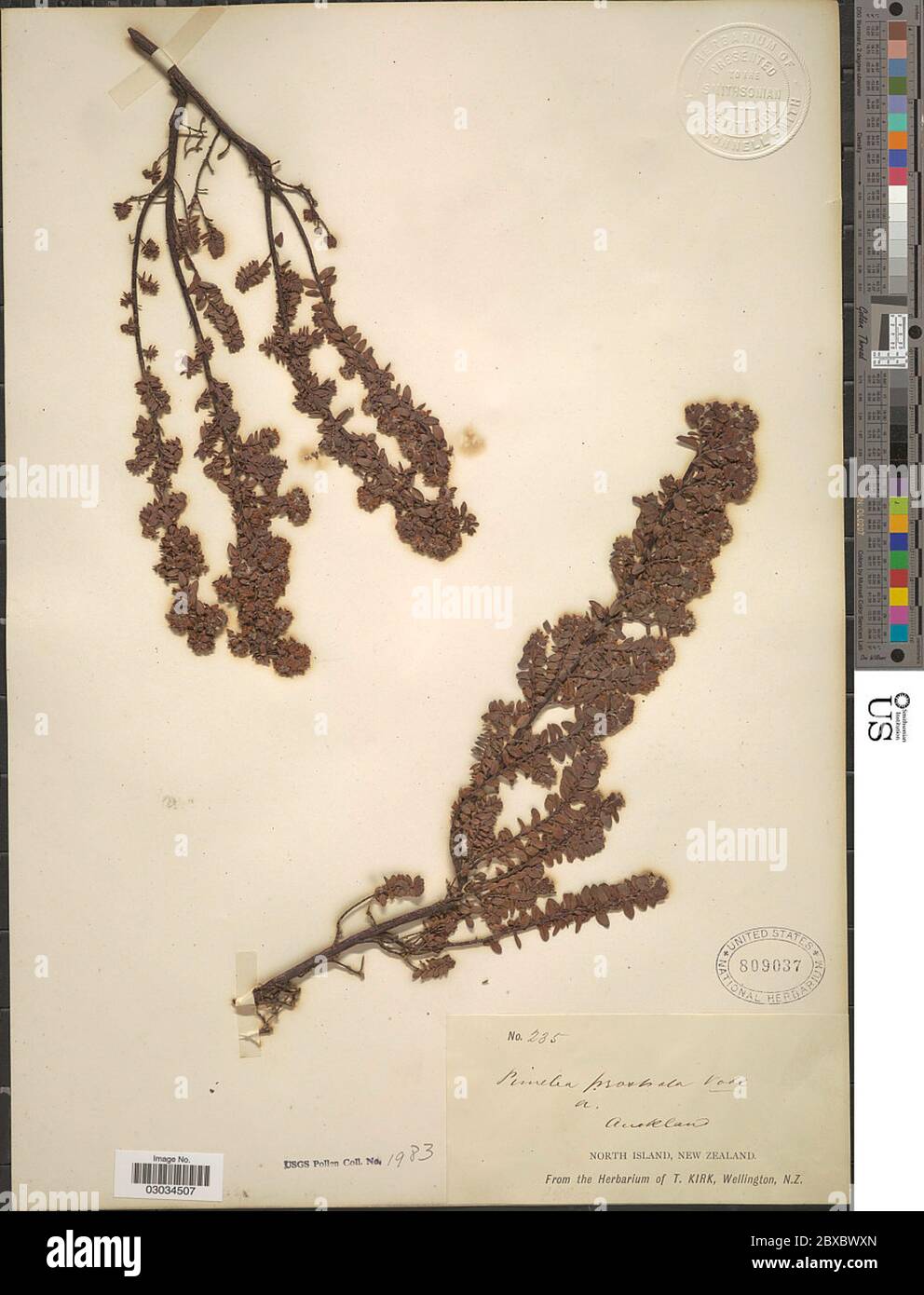 Pimelea prostrata Willd Pimelea prostrata Willd. Foto Stock