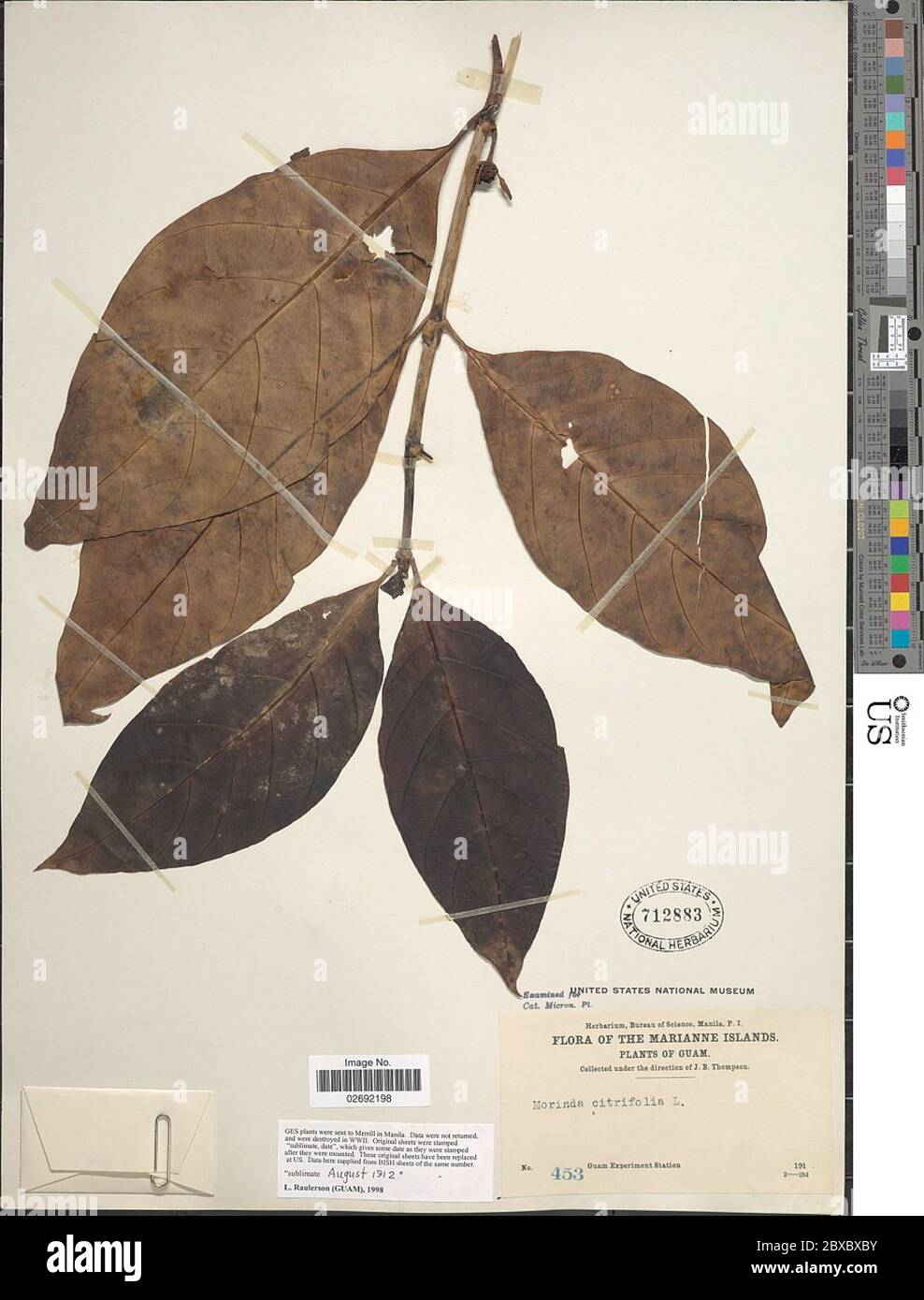 Morinda citrifolia L Morinda citrifolia L. Foto Stock