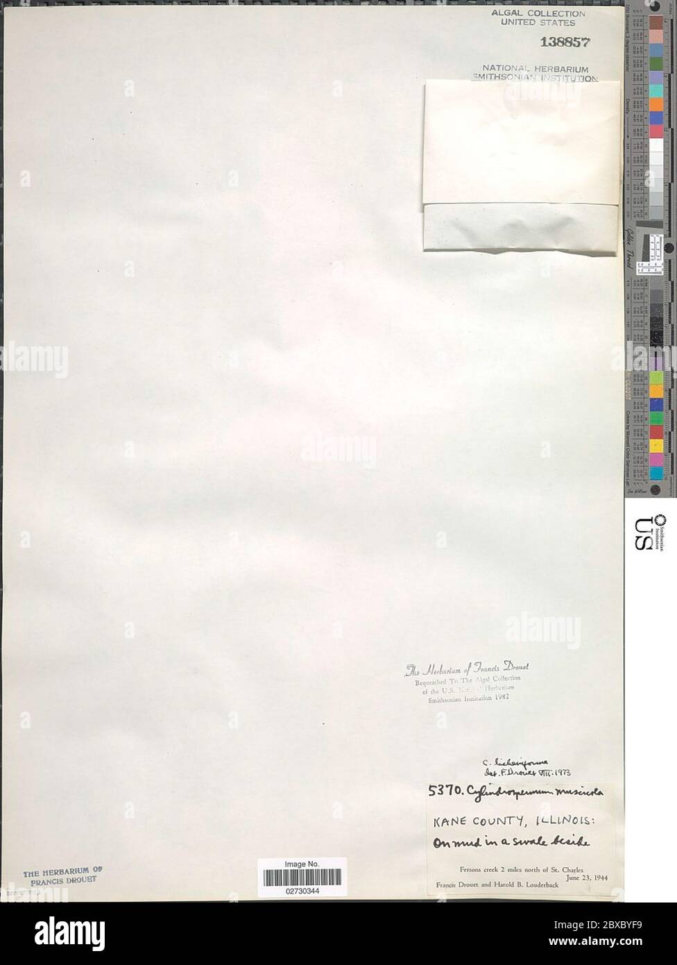 Anabaena licheniformis Anabaena licheniformis. Foto Stock