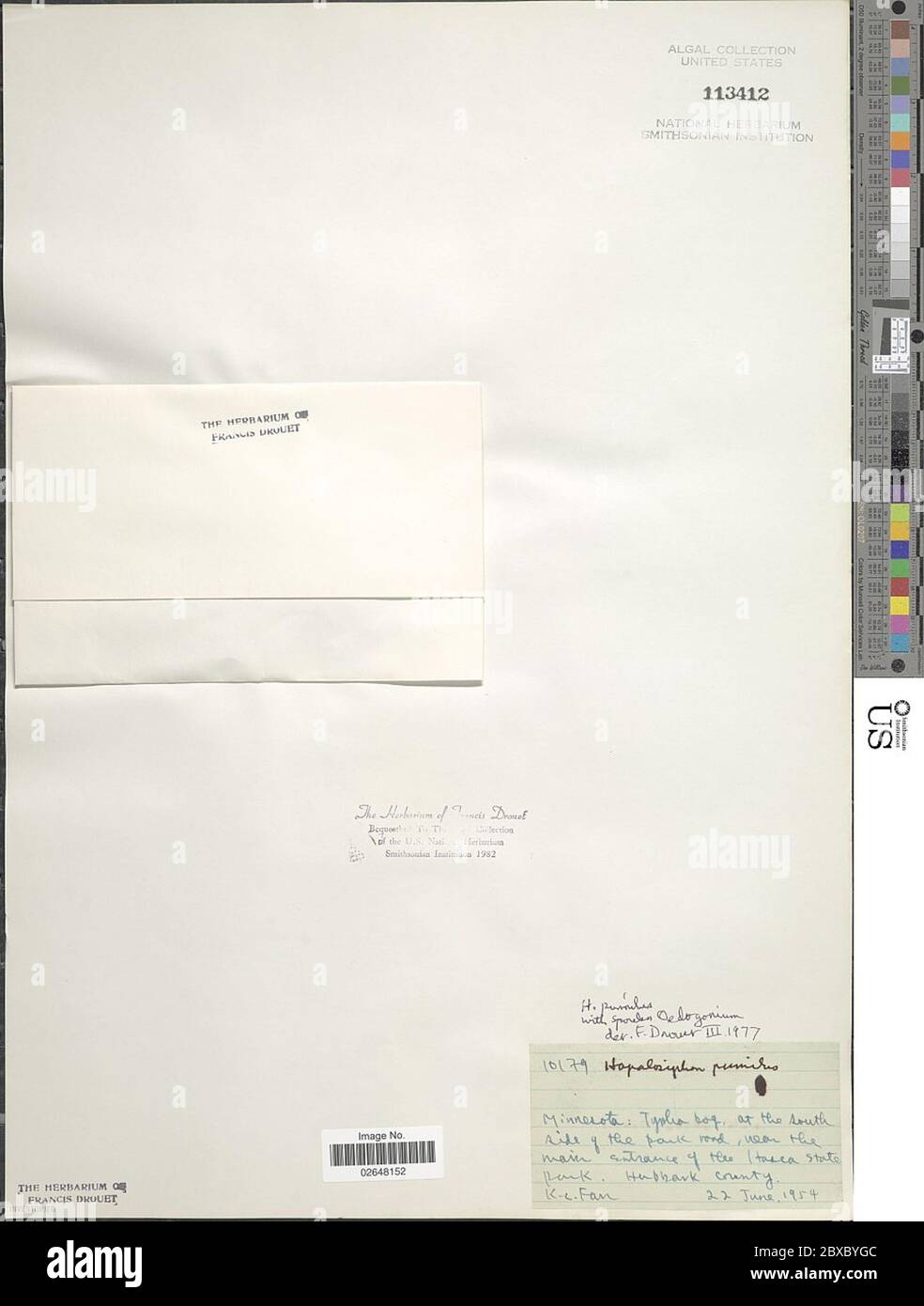 Stigonema muscicola Stigonema muscicola. Foto Stock