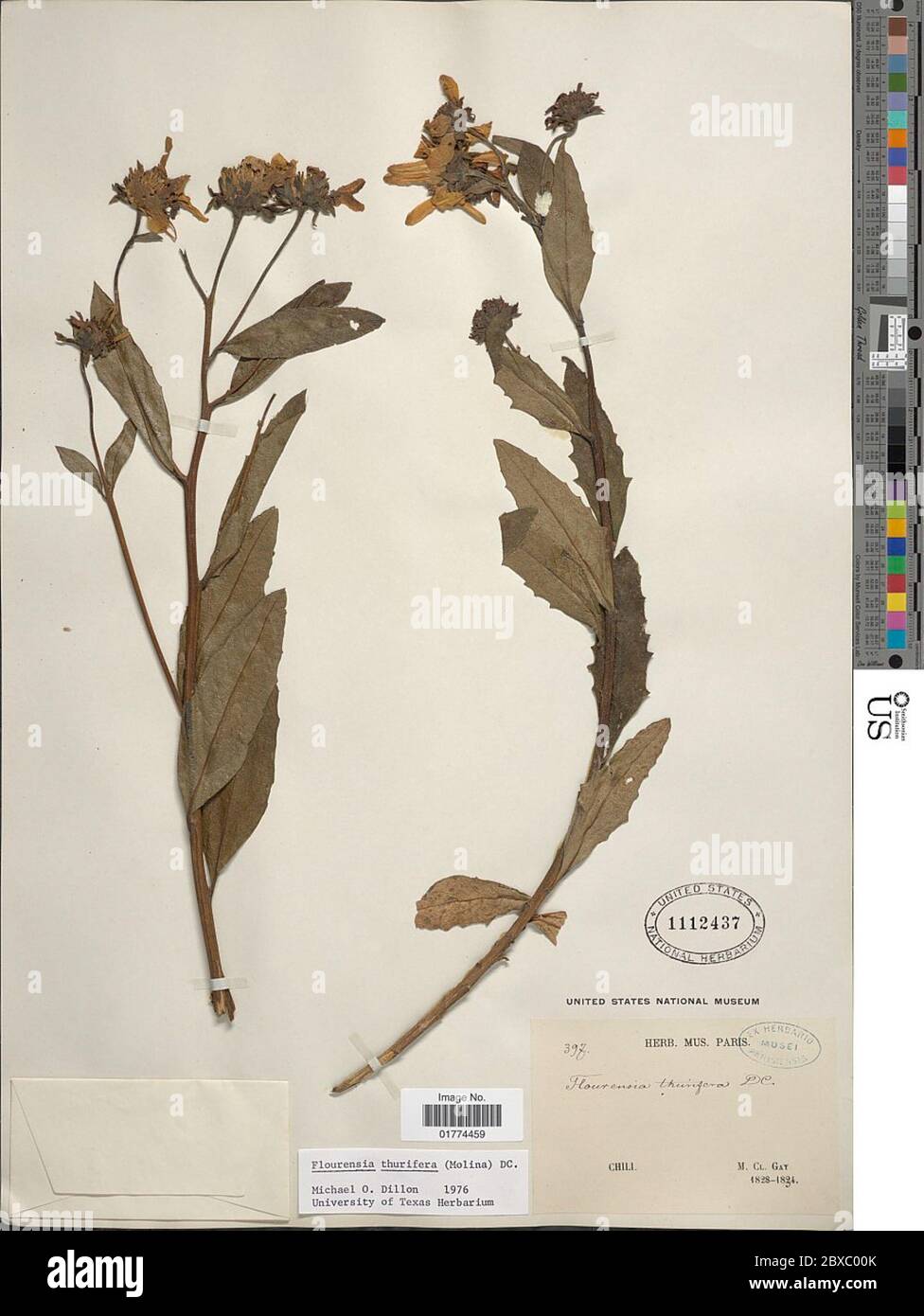 Flourensia thurifera Molina DC Flourensia thurifera Molina DC. Foto Stock