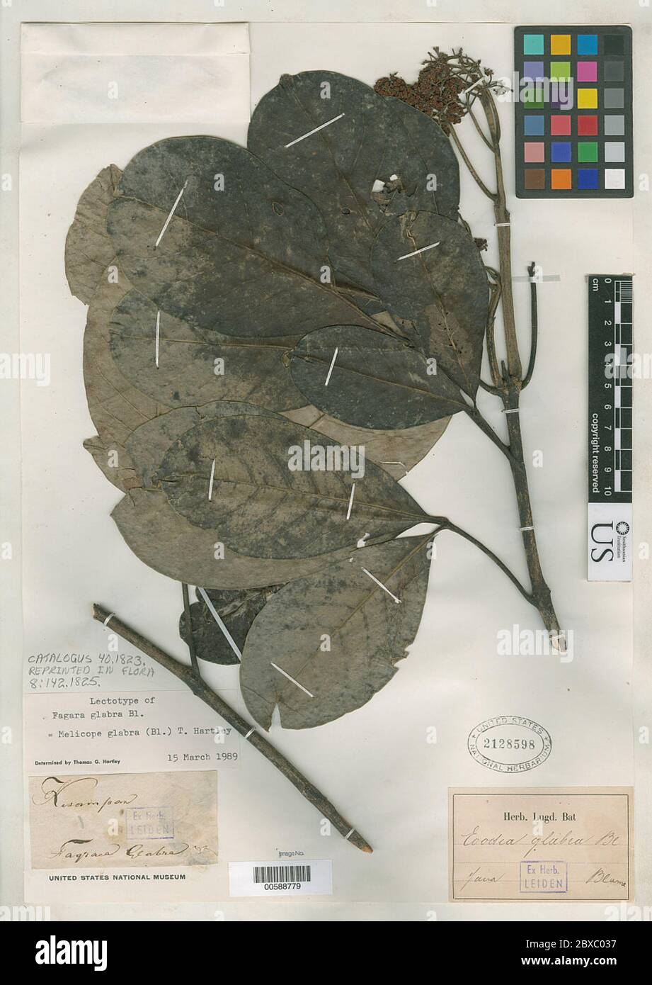 Fagara glabra Blume Fagara glabra Blume. Foto Stock