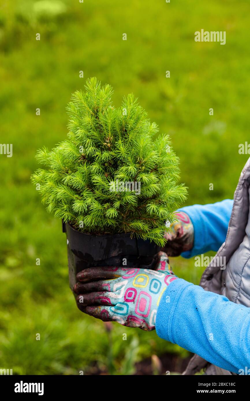 Il seedling canadese di Hemlock in vaso nero è in una mano del giardiniere, primo piano con fuoco selettivo Foto Stock