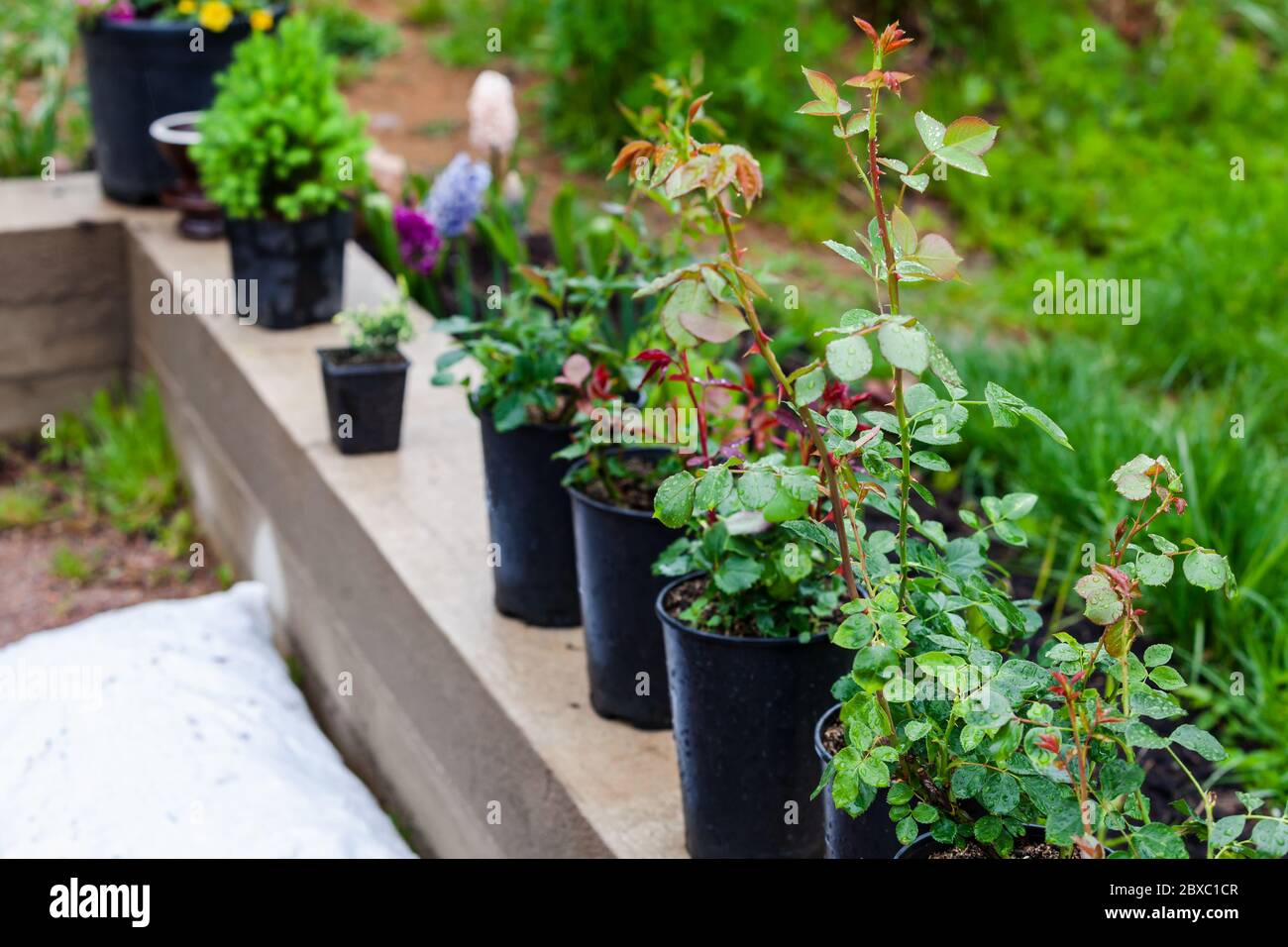 Piante di fiore in vasi di plastica nera si trovano in una fila. Foto di sfondo per il giardinaggio con messa a fuoco selettiva Foto Stock