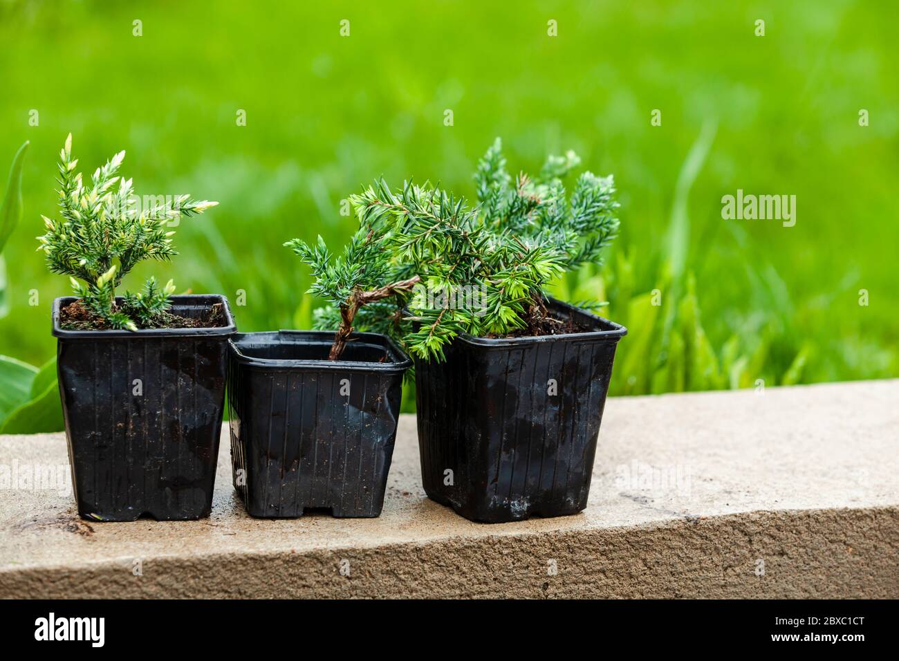 I giovani pianta di Juniper sono in vasi di plastica neri. Foto di sfondo per il giardinaggio con messa a fuoco selettiva Foto Stock