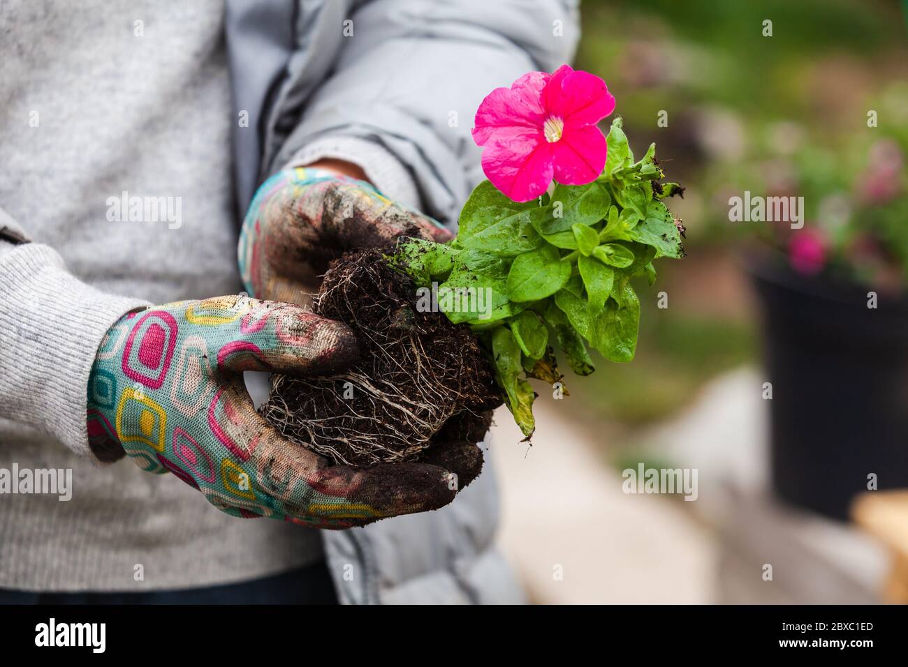 La piantina di petunia con fiore rosa è nelle mani dei giardinieri, foto ravvicinata con messa a fuoco selettiva Foto Stock
