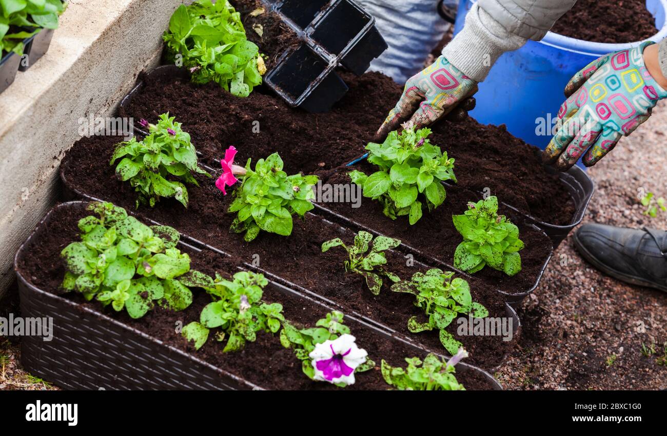 Giardiniere piante petunia piantine in pentole decorative all'aperto Foto Stock