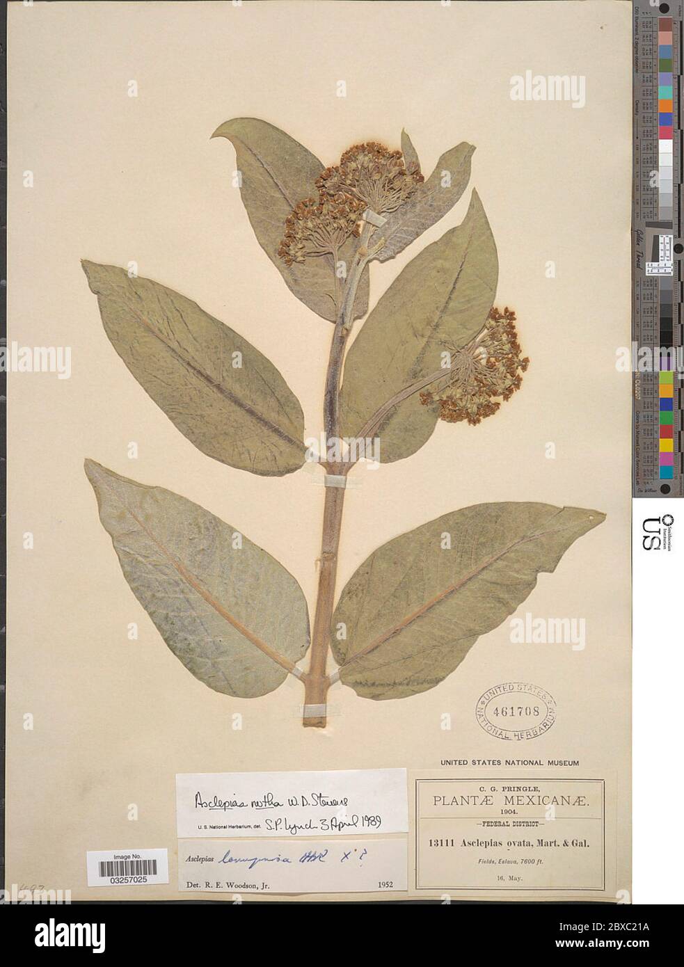 Aschlepias notha WD Stevens Aschlepias notha WD Stevens. Foto Stock Aschlepias notha WD Stevens Aschlepias notha WD Stevens. Foto Stock