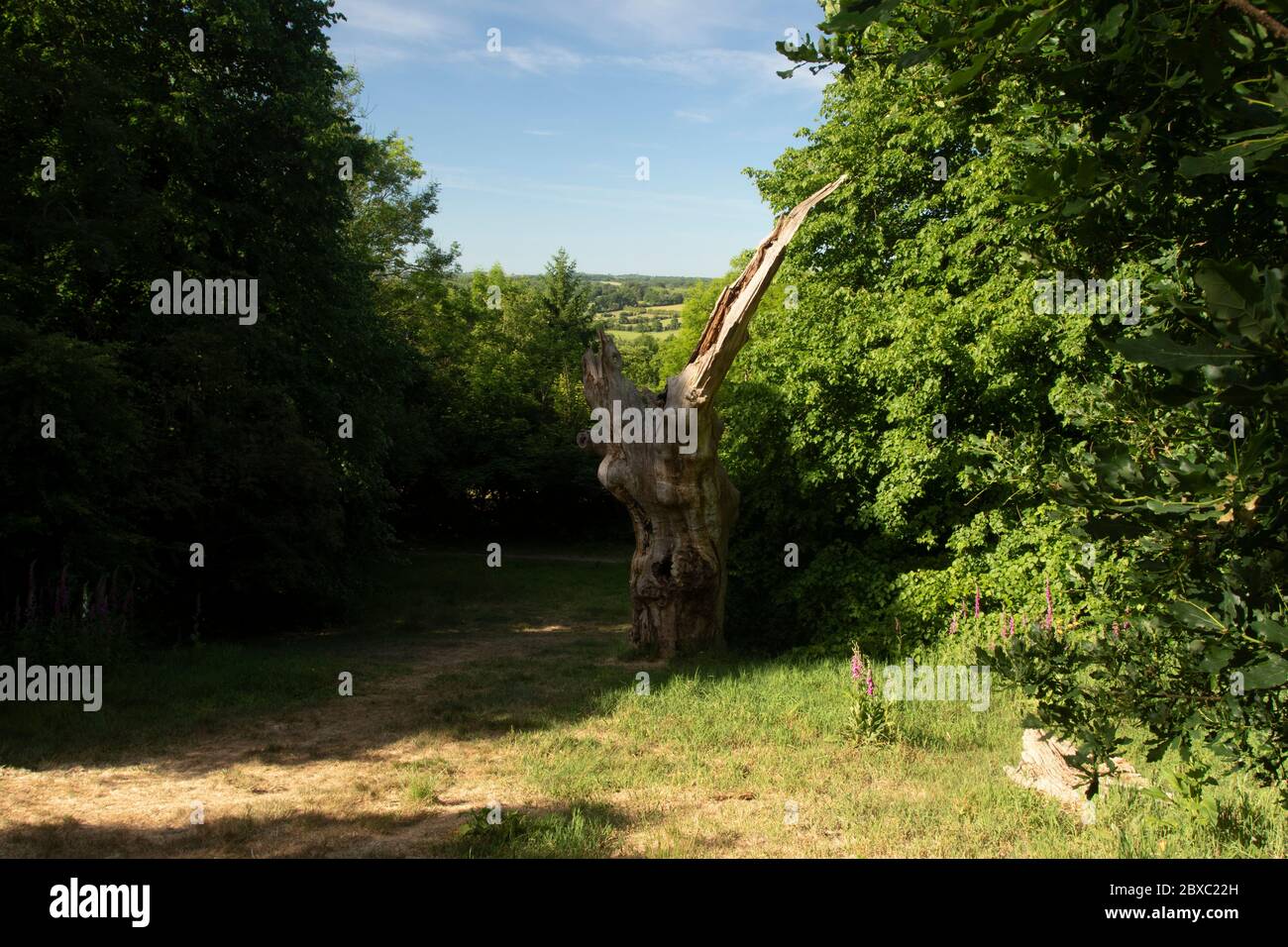 Wilberforce Oak alla periferia di Londra, antislavery, Inghilterra, Regno Unito, Europa Foto Stock