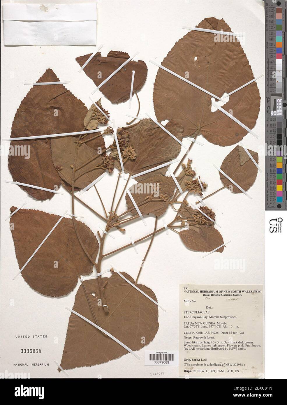 Melochia sp Melochia sp. Foto Stock