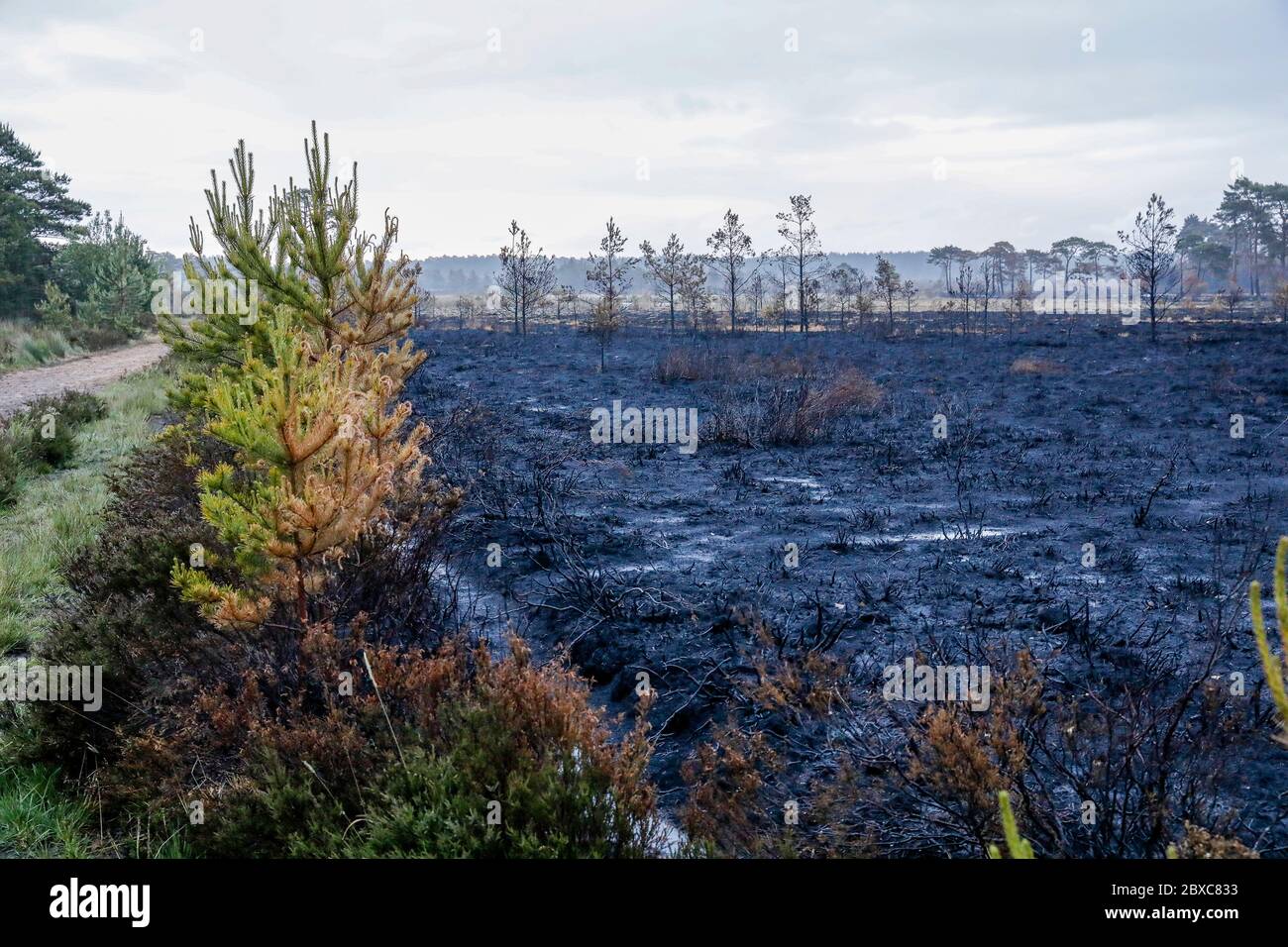 Thurley comune, Elstead. 06 giugno 2020. Quattro giorni dopo lo spegnimento del fuoco selvatico che devastò Thurley Common, la zona fu lasciata in rovine arroccate. Il fuoco selvatico era stato, secondo quanto riferito, iniziato da un barbecue o una sigaretta scartata sabato 30 maggio. Si diffonde rapidamente a causa della vegetazione secca, del clima caldo e soleggiato e del forte vento orientale. Thurley Common è sempre stato un luogo popolare per i turisti, bird spoter e escursionisti di giorno. La riserva naturale è stata riaperta due giorni fa, una volta che era passata tutta la possibilità di riaccendimento del fuoco selvatico. Credit: james jagger/Alamy Live News Foto Stock