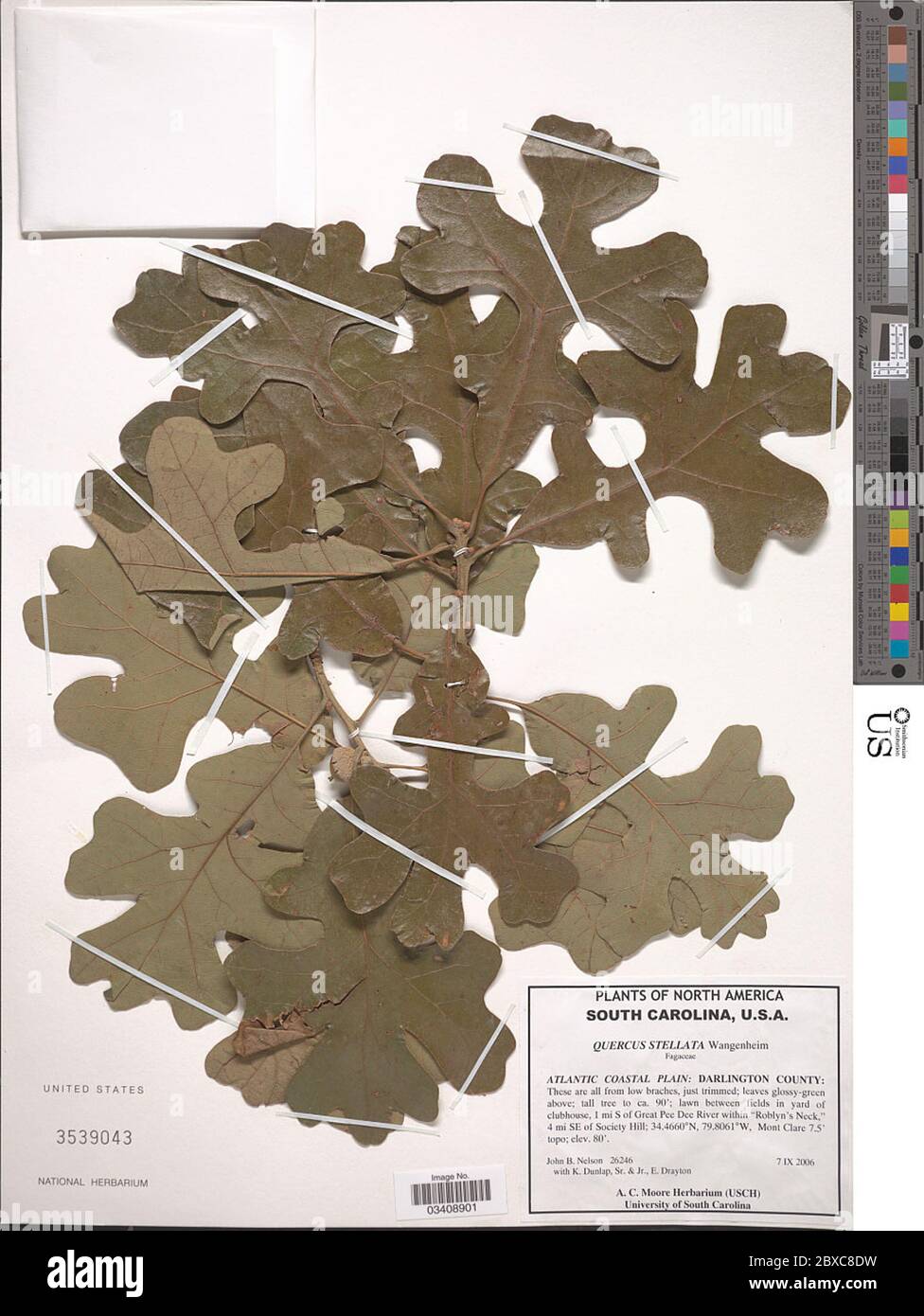 Quercus stellata Wangenh Quercus stellata Wangenh. Foto Stock