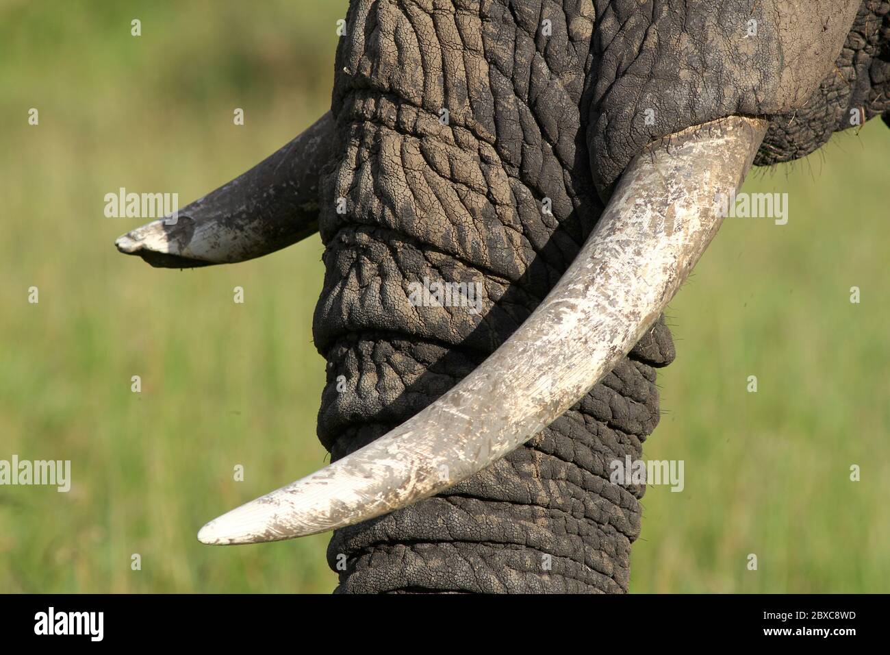 Primo piano del tronco di un elefante con un crepuscolo rotto, sfondo verde-giallo sfocato Foto Stock