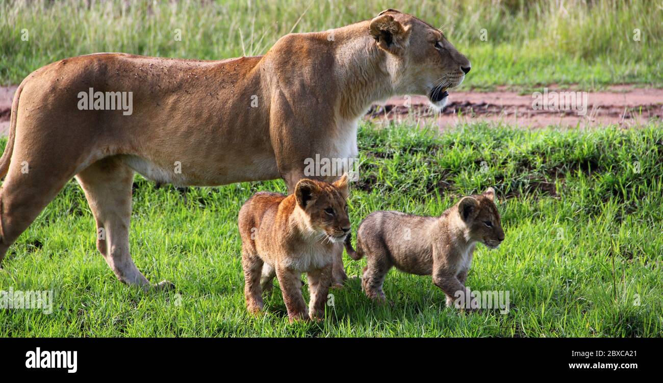 Una leonessa attenta cammina pacificamente attraverso la breve erba verde della savana keniana al sole della mattina con i suoi due giovani animali Foto Stock