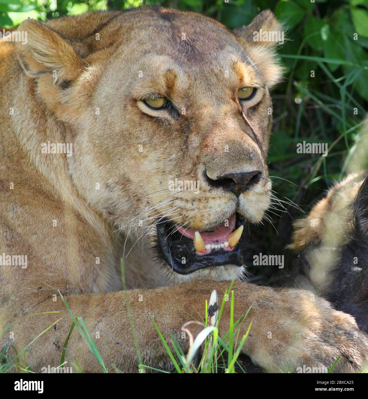 Ritratto di una sola leonessa con forti fangs all'ombra di un cespuglio Foto Stock