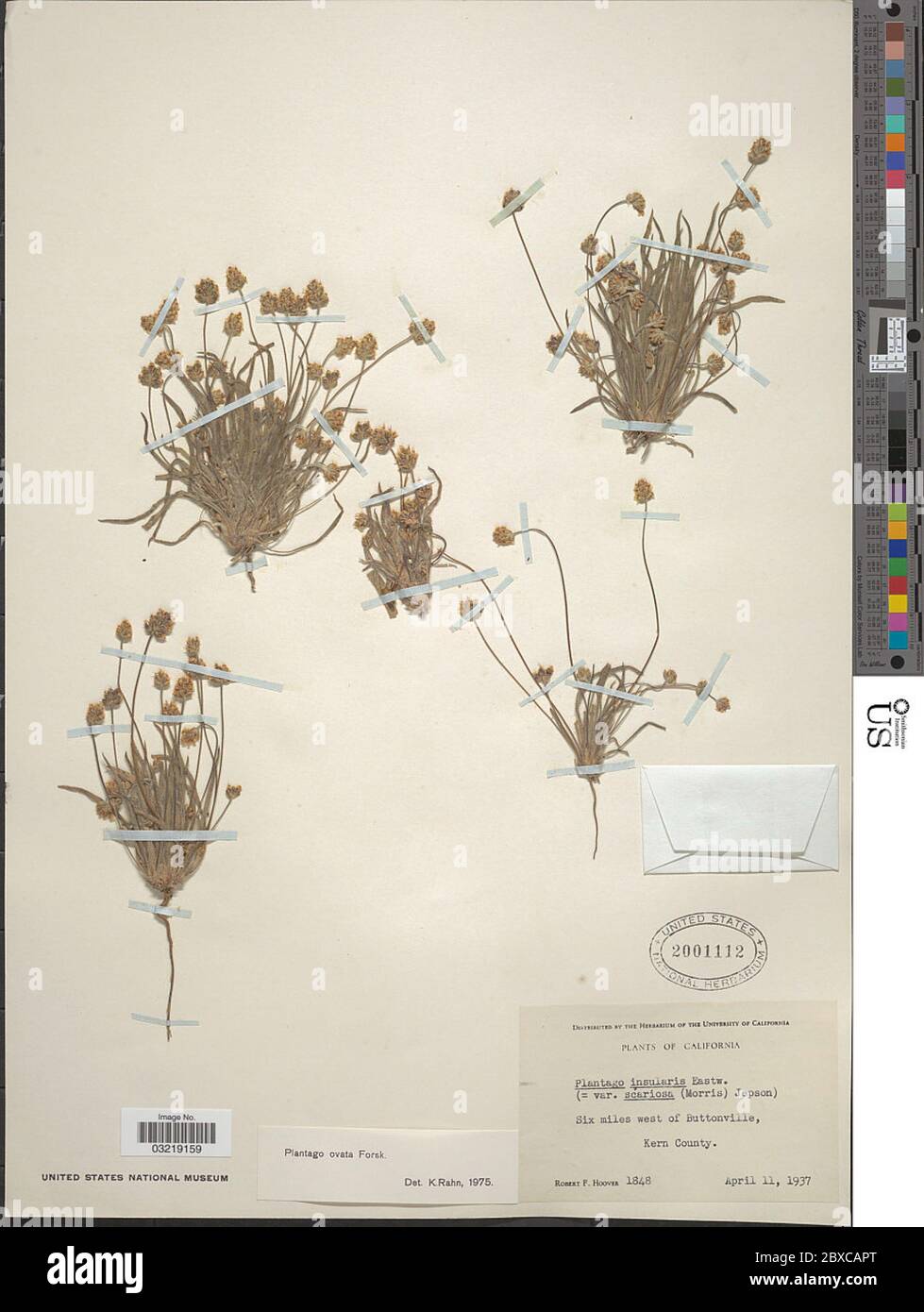 Plantago ovata Forsk Plantago ovata Forssk. Foto Stock