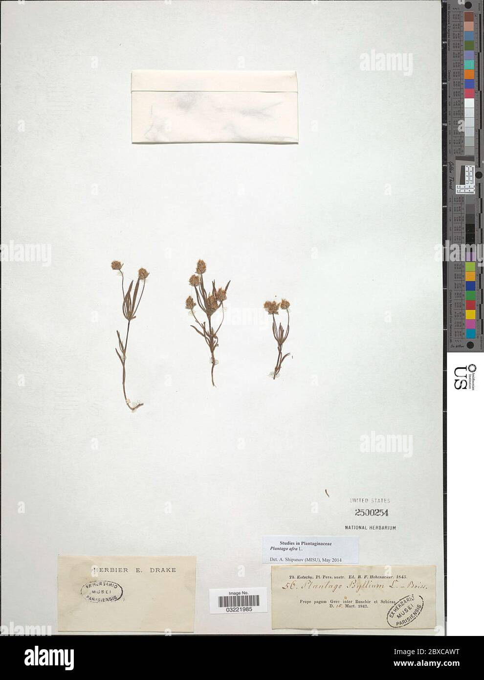 Plantago afra L Plantago afra L. Foto Stock