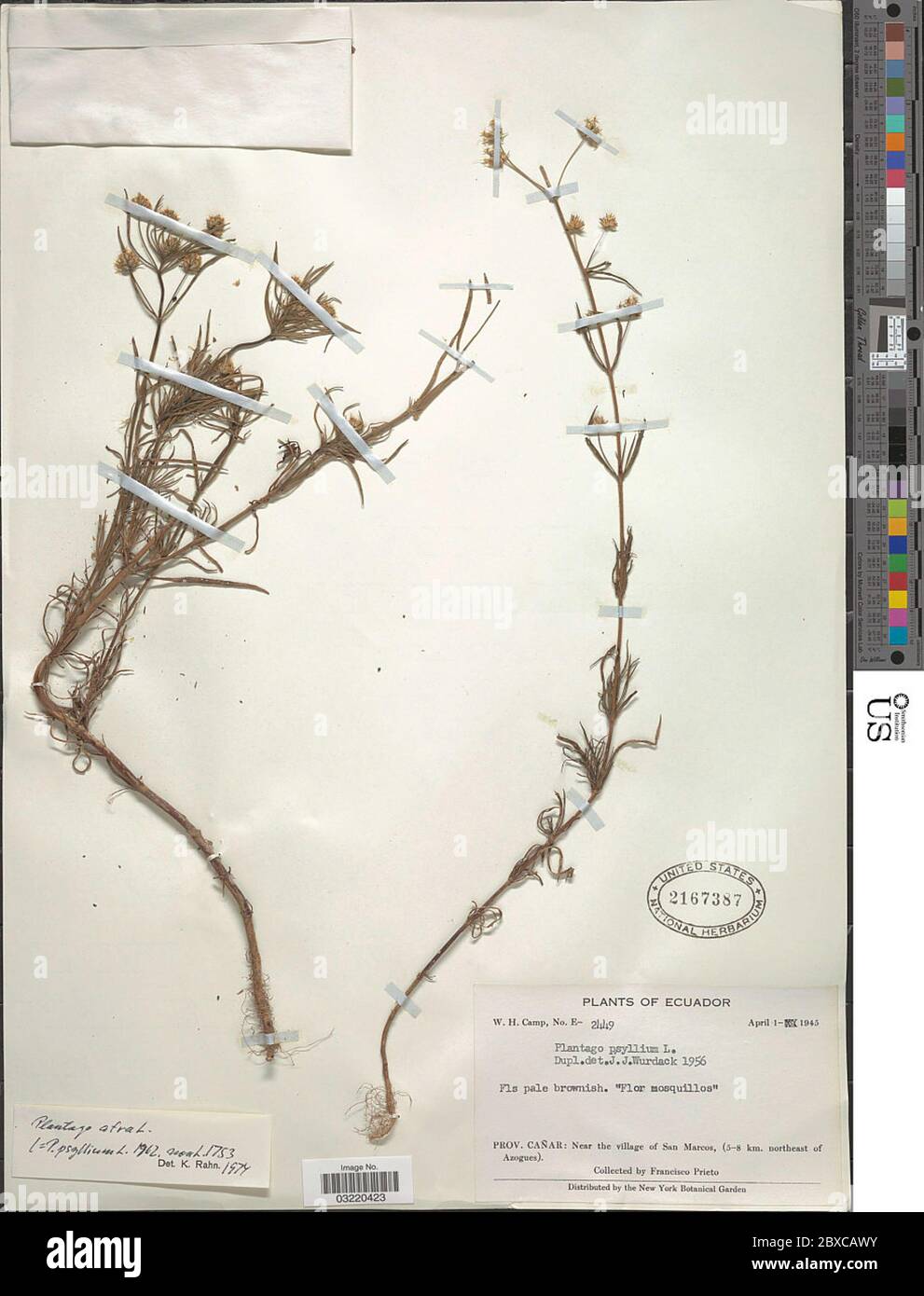 Plantago afra L Plantago afra L. Foto Stock