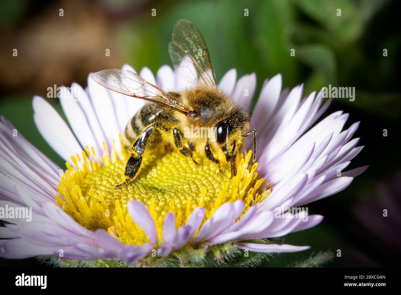 Ape di miele europea (Apis mellifera) su Osteospermum ecklonis (daisy africano) fiore impollinante. Ape su un fiore Foto Stock