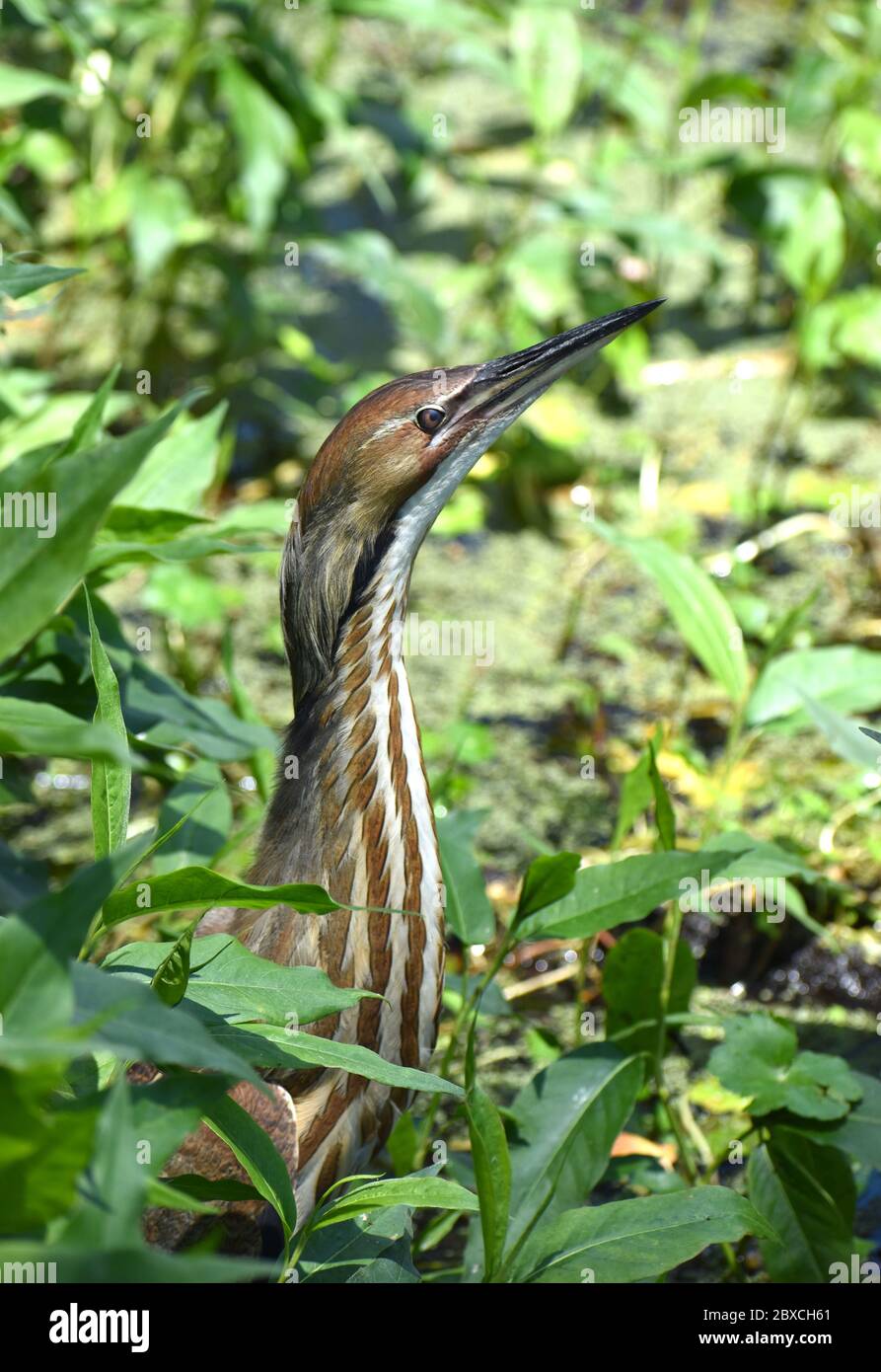 Un bitrino americano (Botaurus lentiginosus) lungo il bordo del lago Pinto in California. Foto Stock