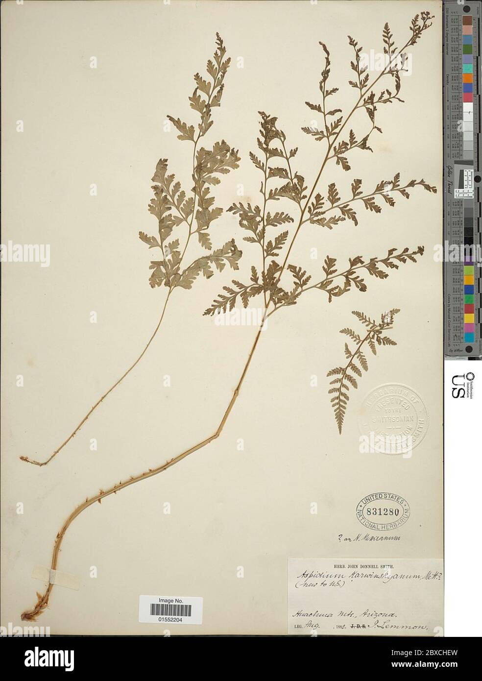 Dryopteris rossii C Chr Dryopteris rossii C Chr. Foto Stock